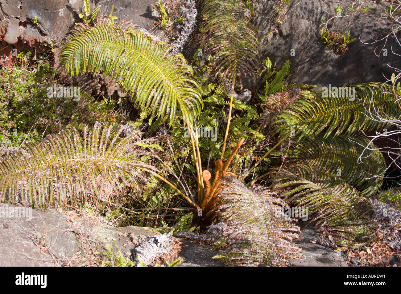Young Hapu`u Fern growing in a volcanic vent, making use of the large amount of minerals there. Stock Photo
